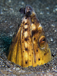 Snake eel (Ophichthus melanochir) in the sand - Crystal B... by Marco Waagmeester 